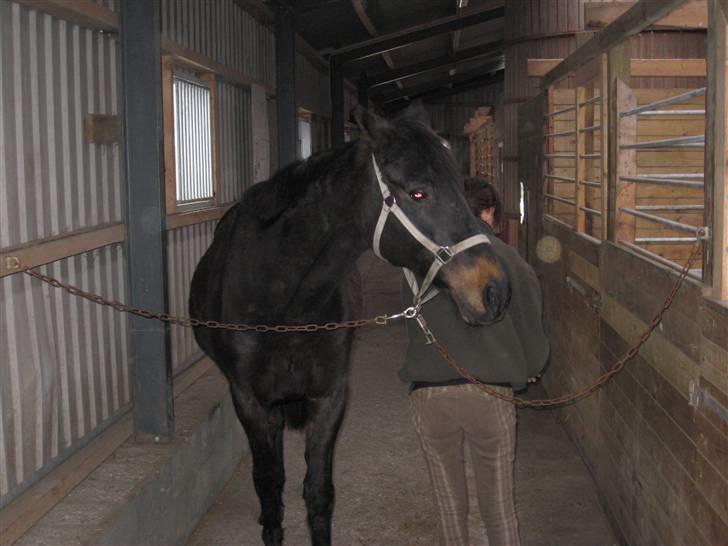 Dansk Varmblod Patou`s Speedy - Gider altså ikke helt alt det pudseri....... billede 3