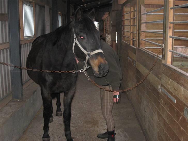 Dansk Varmblod Patou`s Speedy billede 4