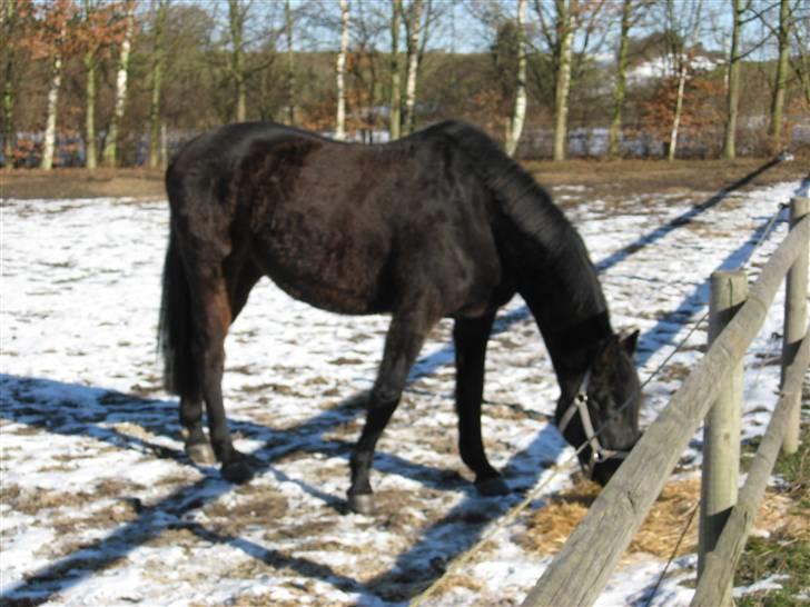 Dansk Varmblod Patou`s Speedy - Første gang på fold, dagen efter ankomst billede 12