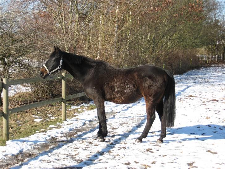 Dansk Varmblod Patou`s Speedy - Kigger lige det hele an....... billede 14