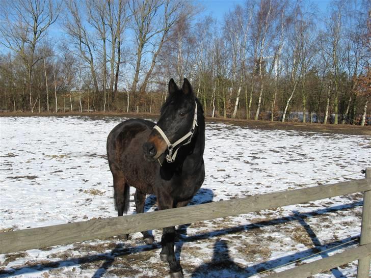 Dansk Varmblod Patou`s Speedy - Hvor er jeg kommet hen ? billede 15