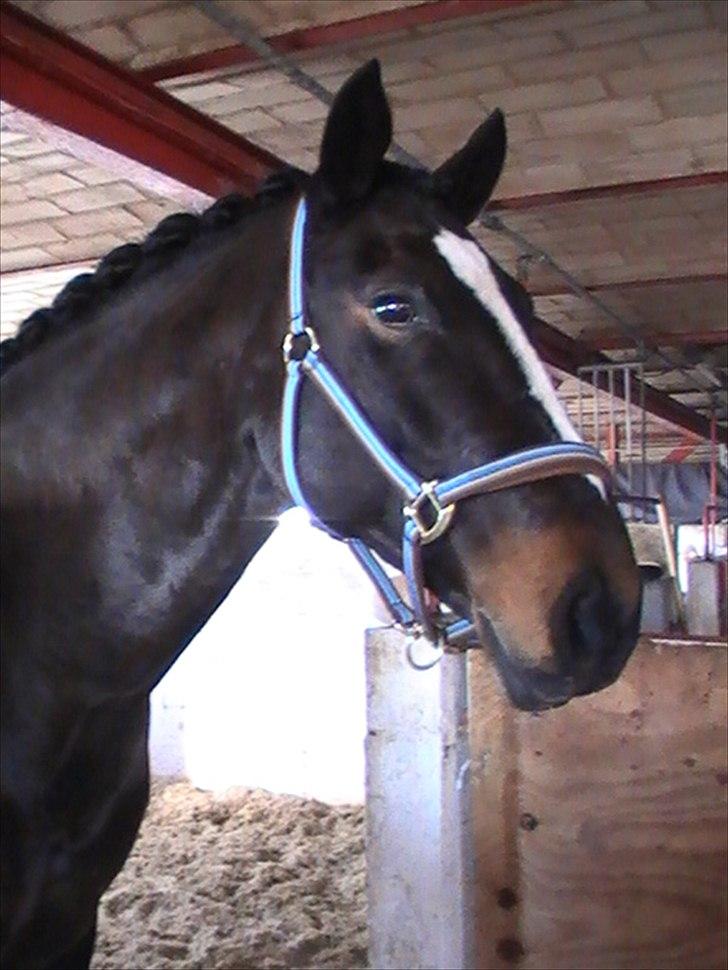 Anden særlig race TEQUILA - Lige hjemvendt fra stævne. Jan 2011. billede 2