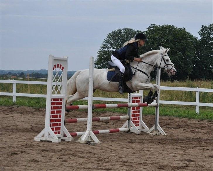 Knabstrupper Zeba, min bedste ven :* - *Foto: Isabella Larsen* billede 14