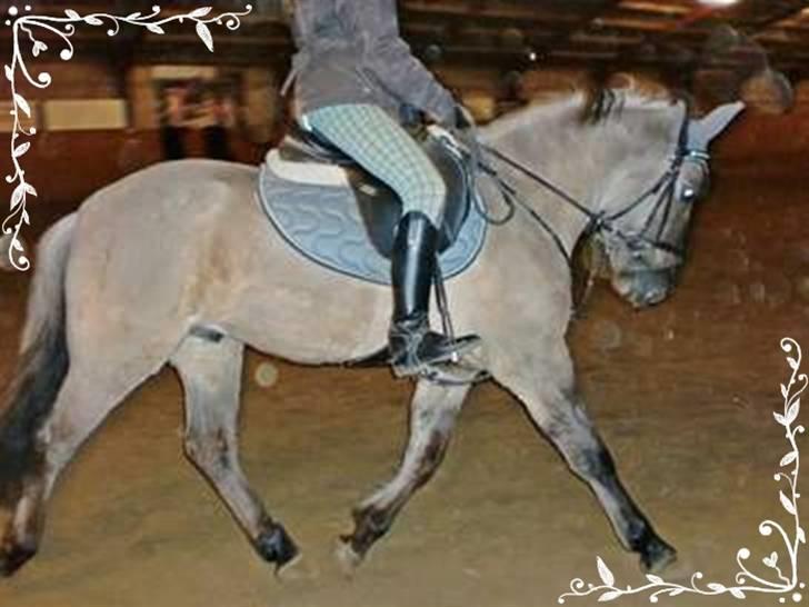 Konik Polski Herkules billede 9