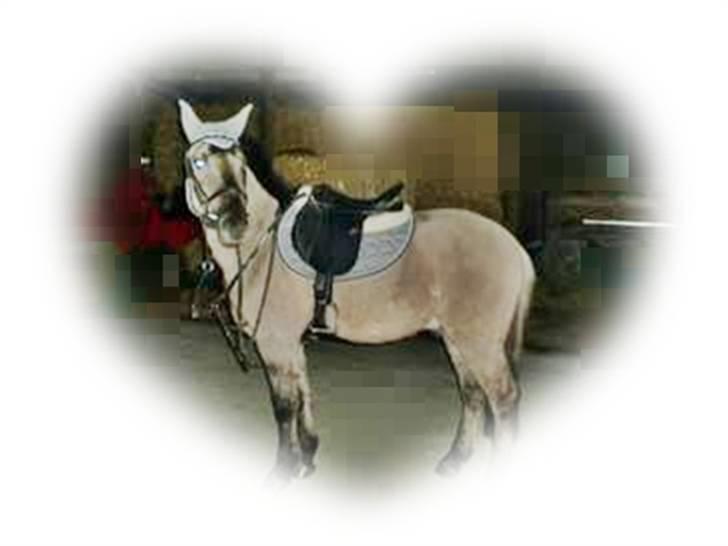 Konik Polski Herkules billede 10