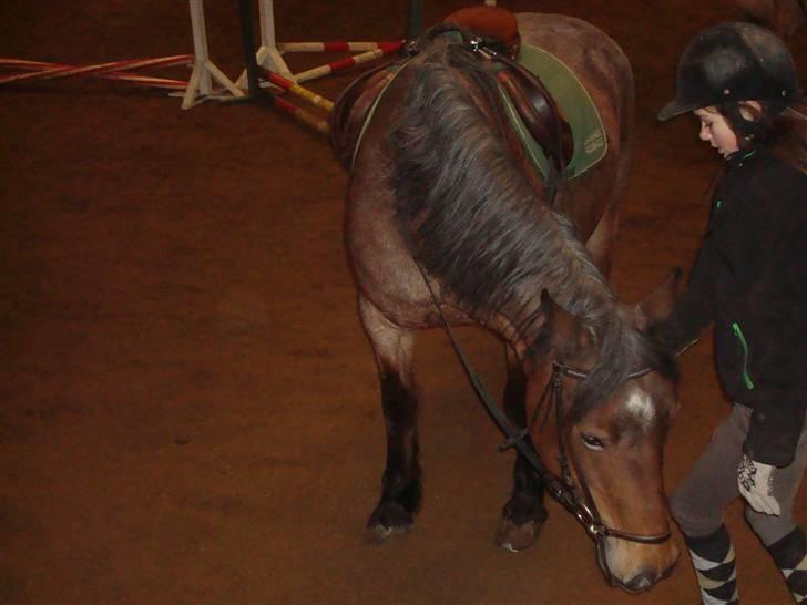 Irish Cob Verbena Savnet. Tidl part - Fotograf: Min mor (Susan) billede 3