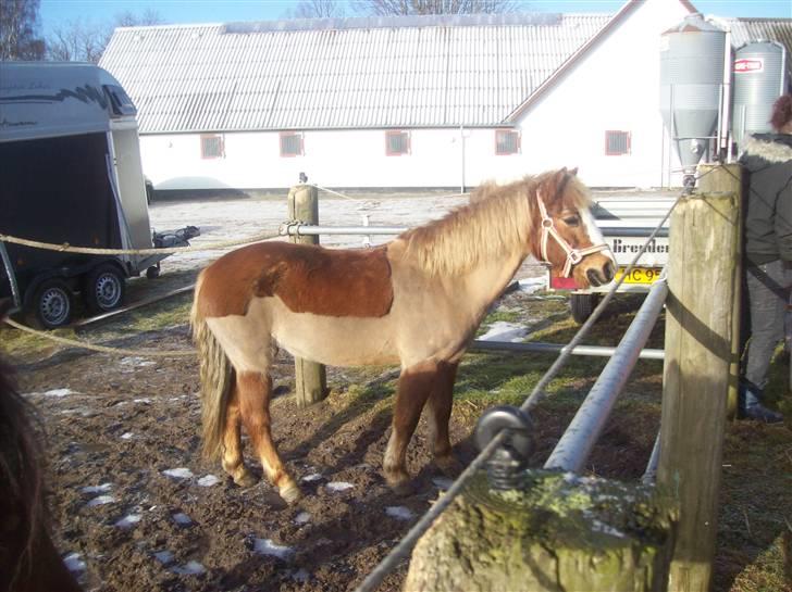 Anden særlig race  Dixie [SOLGT] ;'S - Dixie på fold billede 2