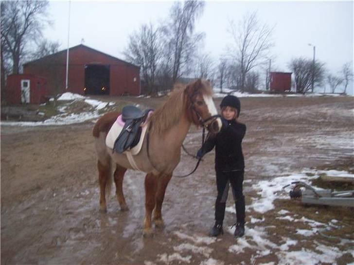 Anden særlig race  Dixie [SOLGT] ;'S - Hygge<3 billede 4