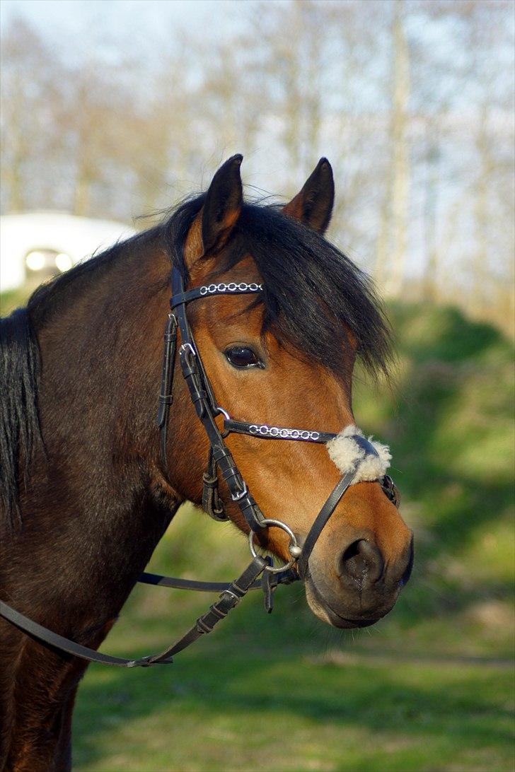 Anden særlig race Stjerne - Fra Stine undervisning April AHH-Foto billede 12