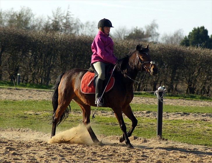 Anden særlig race Stjerne -  Stine undervisning April AHH-Foto billede 13