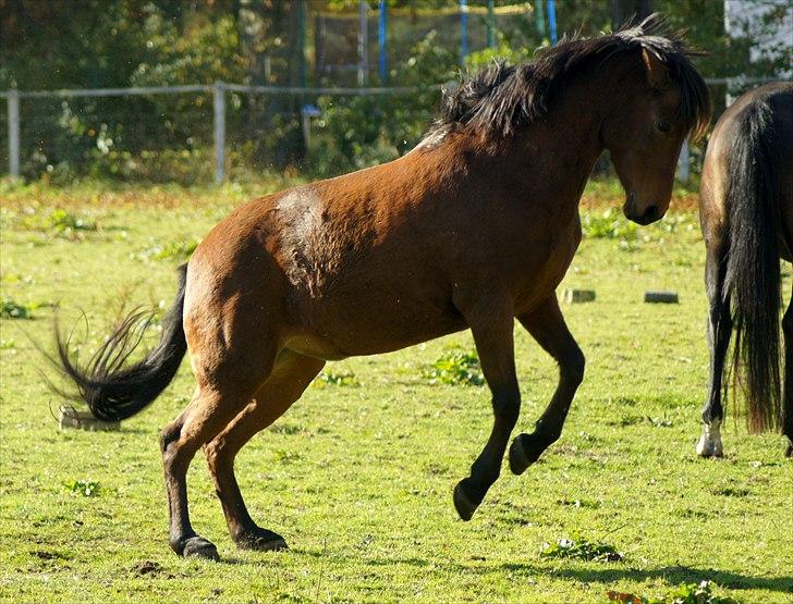Anden særlig race Stjerne -  Vildbasse billede 14
