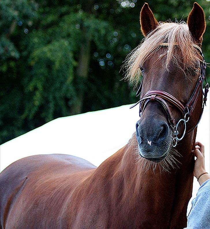 Irsk Sportspony Heartbreaker Galadriel - velkommen til galadriels profil. bedøm gerne :-) billede 1