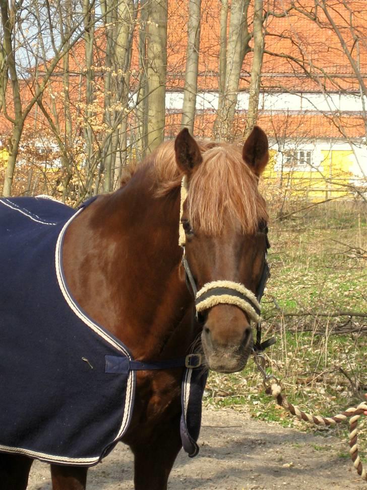 Irsk Sportspony Heartbreaker Galadriel billede 5