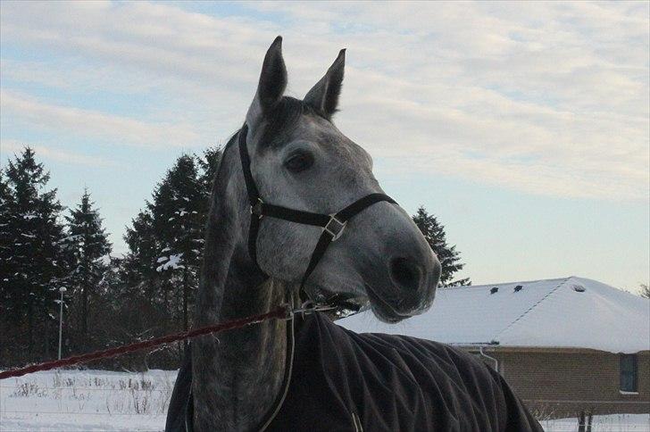 Dansk Varmblod Jonkers Coco Chanel SOLGT - 2011, taget af NB :) billede 19