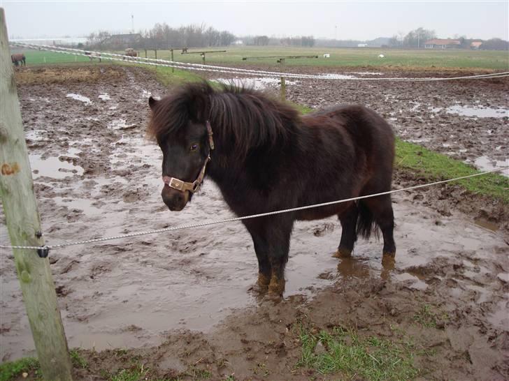 Shetlænder Toby billede 1