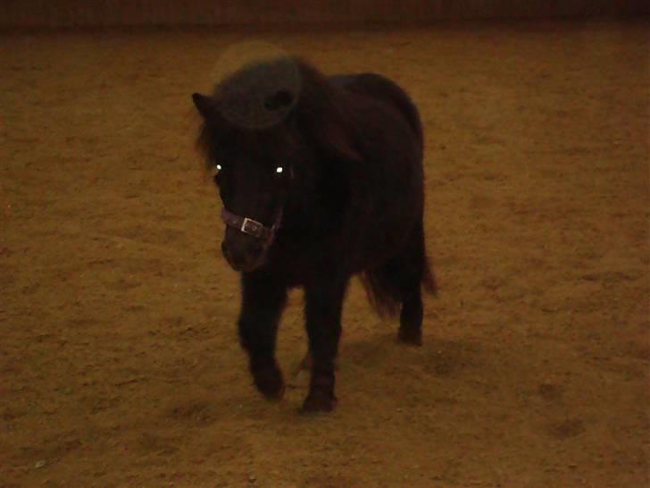 Shetlænder Toby billede 2