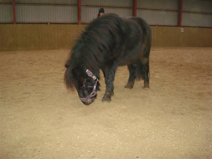 Shetlænder Toby billede 3