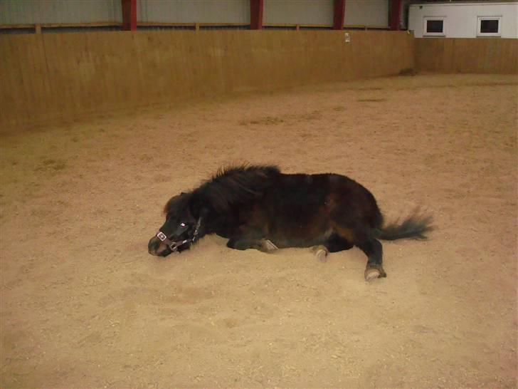 Shetlænder Toby billede 4