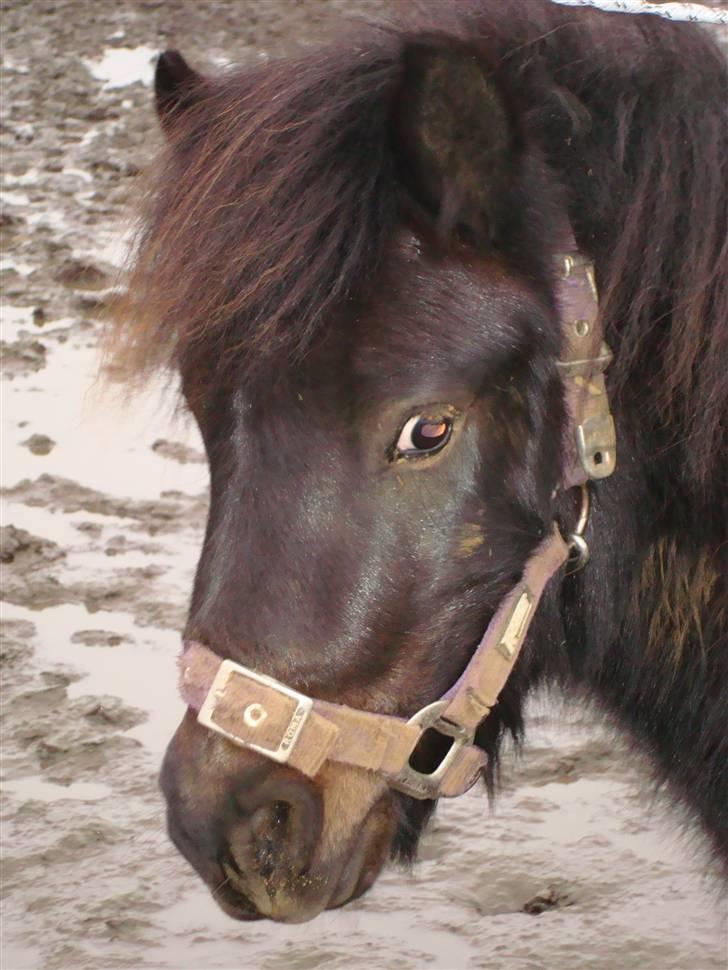 Shetlænder Toby billede 5