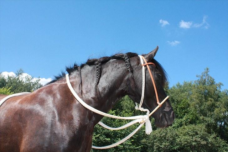 Frieser Kamma af Lysholm - Kamma i hendes nye Bosal :) billede 6