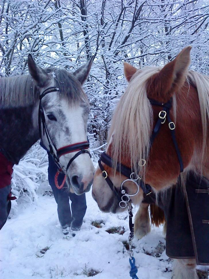 Jyde Troja R.I.P 18/10-2010 billede 10