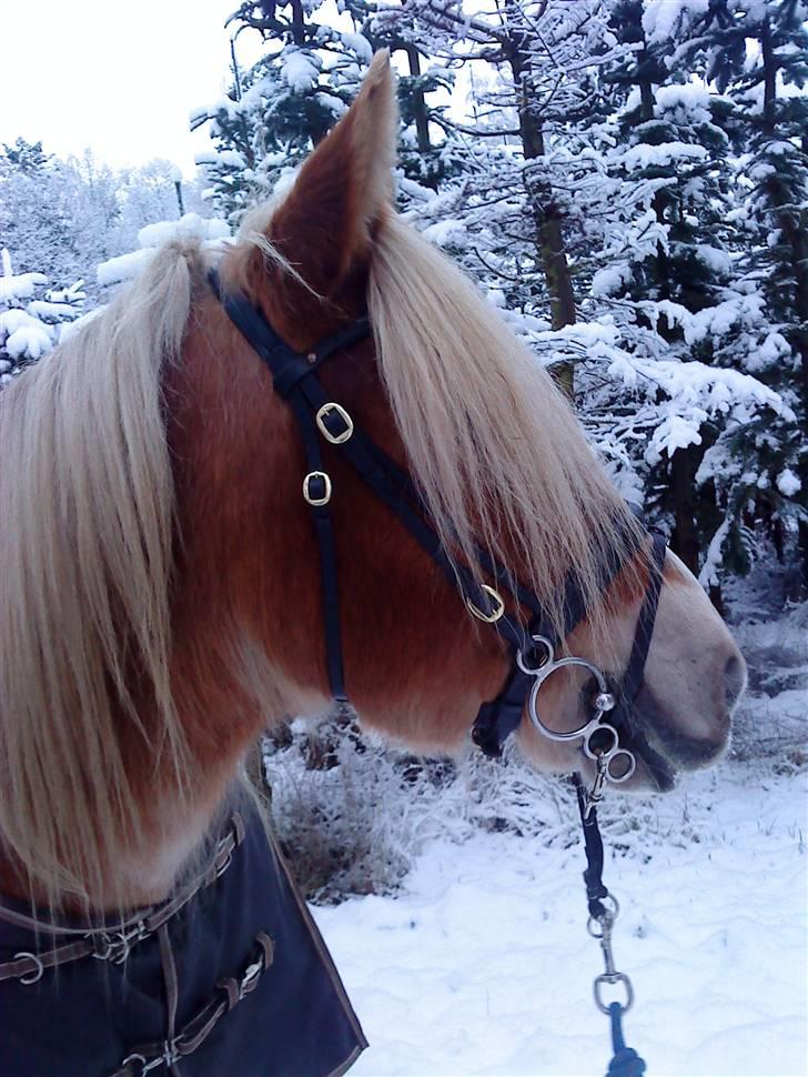 Jyde Troja R.I.P 18/10-2010 billede 11