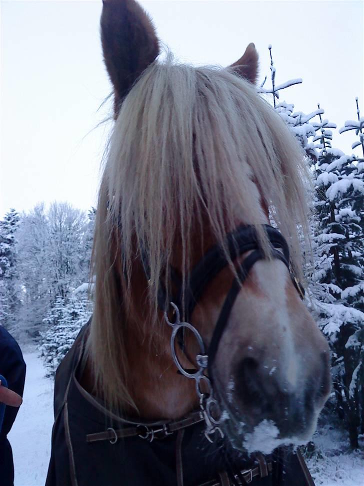 Jyde Troja R.I.P 18/10-2010 billede 12