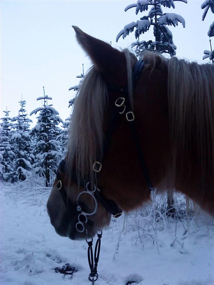 Jyde Troja R.I.P 18/10-2010 billede 15