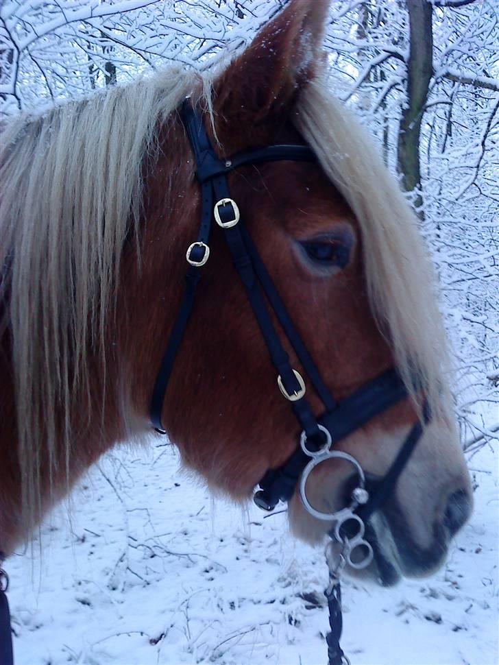 Jyde Troja R.I.P 18/10-2010 billede 16