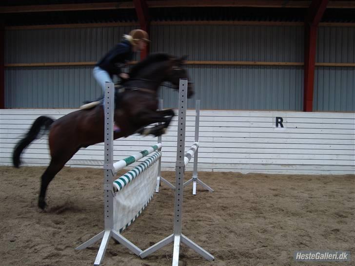 DSP Apollo (Gjøll's Jeff) - Springning, Jeg springer i sokker og leggins. billede 16