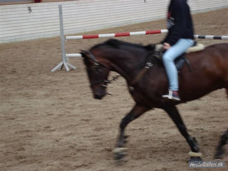 DSP Apollo (Gjøll's Jeff) - Springning, Jeg springer i sokker og leggins. billede 18