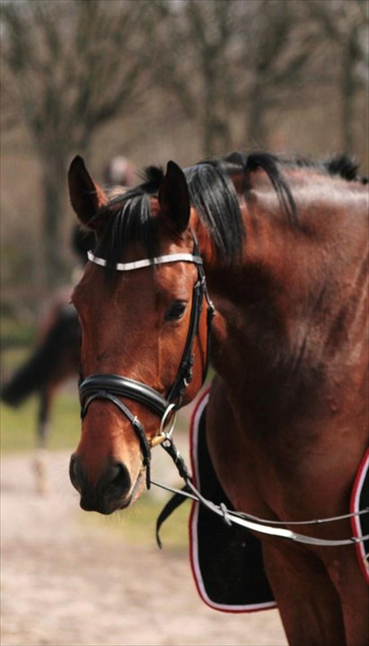 Dansk Varmblod Carsan Frej - taget af Sisse Kallehave<3 billede 1