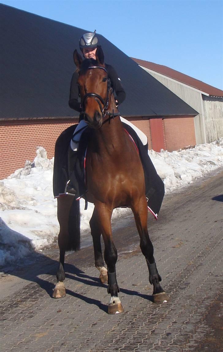 Dansk Varmblod Carsan Frej billede 2