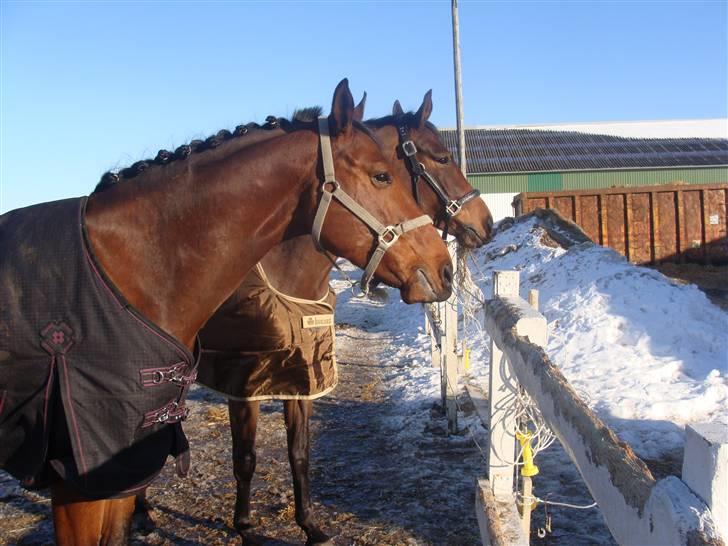 Dansk Varmblod Carsan Frej billede 3