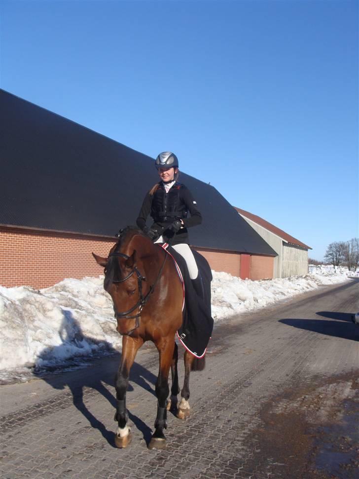 Dansk Varmblod Carsan Frej billede 4