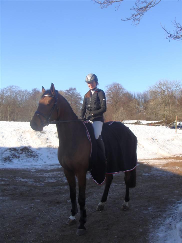 Dansk Varmblod Carsan Frej billede 5