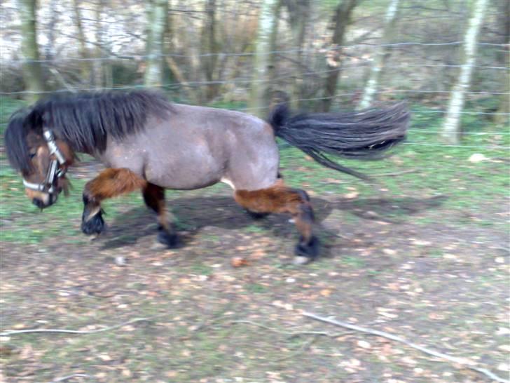 Anden særlig race lucky von lynegaard - hun sveder om foråret så jeg klipper hende billede 1