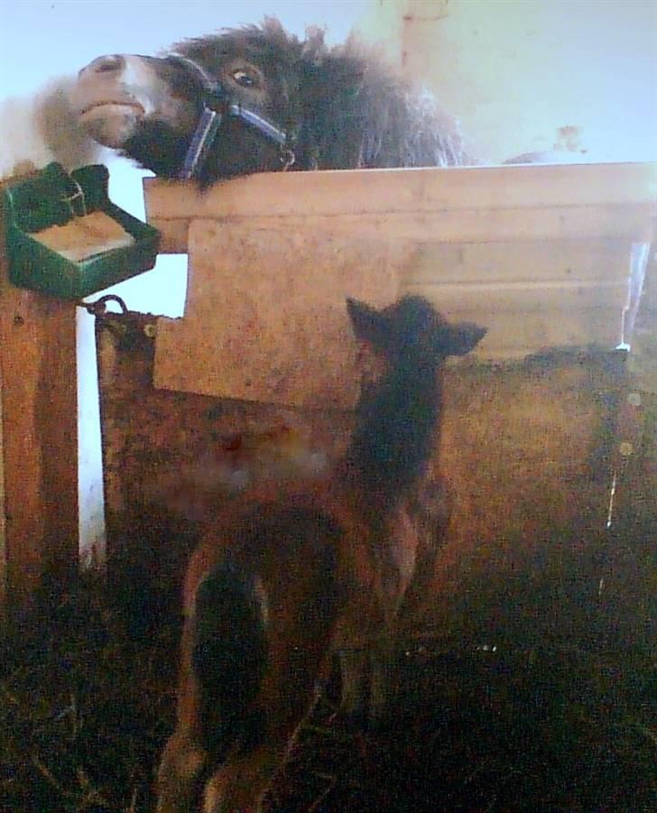 Anden særlig race lucky von lynegaard - hej far (en dag gammel) billede 2