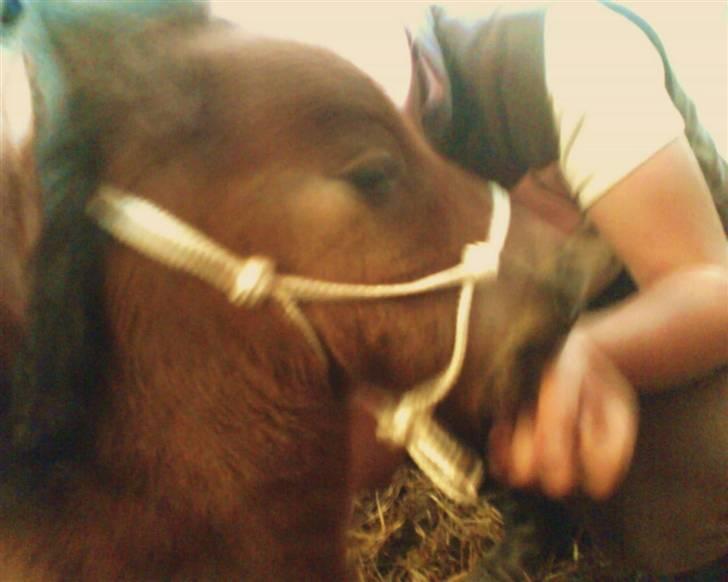 Anden særlig race lucky von lynegaard - vi kunne ikke finde en grime der var lille nok så er det heltigt at jeg ved hvordan man laver western grimer billede 4