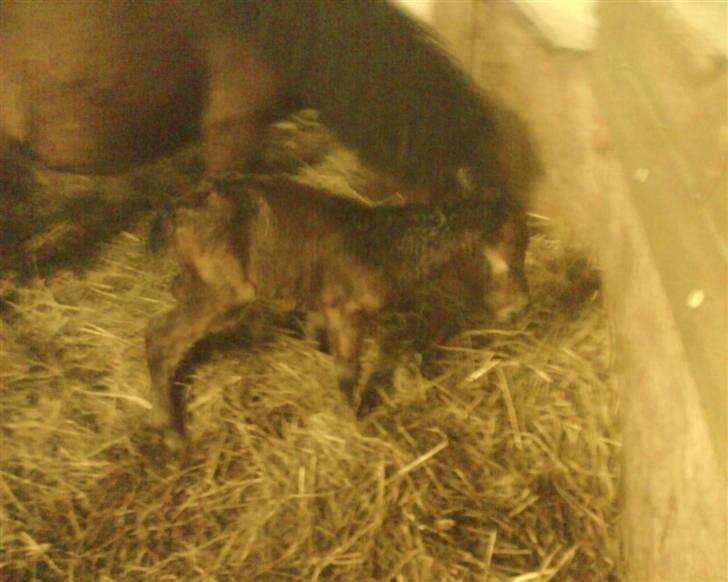 Anden særlig race lucky von lynegaard - kun få min gammel billede 5