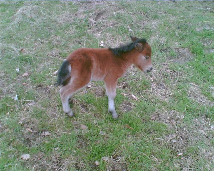 Anden særlig race lucky von lynegaard - en dag gammel billede 6