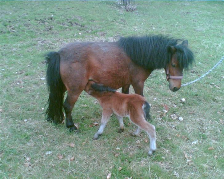 Anden særlig race lucky von lynegaard - en dag gammel billede 7