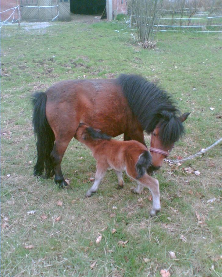 Anden særlig race lucky von lynegaard billede 8