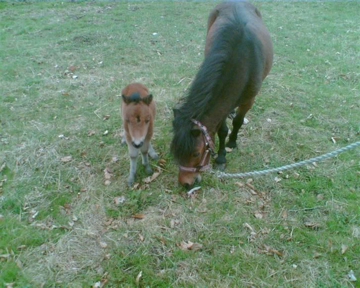Anden særlig race lucky von lynegaard billede 9