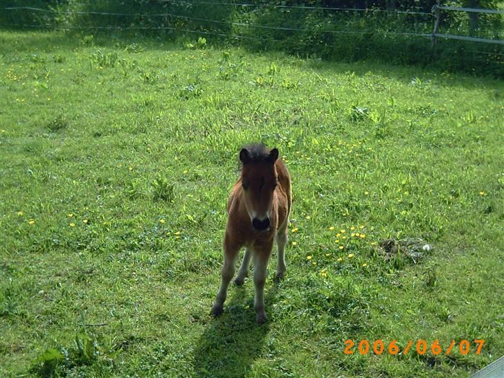 Anden særlig race lucky von lynegaard - et par måneder gammel billede 10