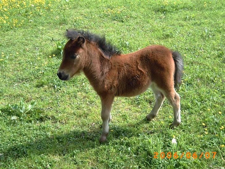 Anden særlig race lucky von lynegaard billede 11