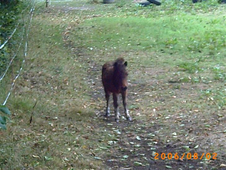 Anden særlig race lucky von lynegaard billede 12