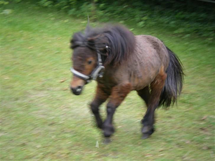 Anden særlig race lucky von lynegaard - hun får det vamt om foråret så jeg klipper hende men min klipper var i stykker ;-) jeg kunne ikke holde på en saks i flere dage billede 13