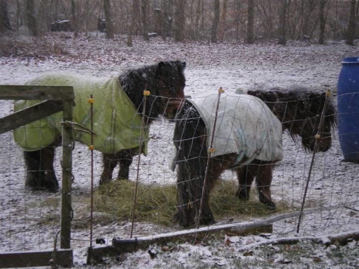Anden særlig race lucky von lynegaard - med mor i snen billede 14
