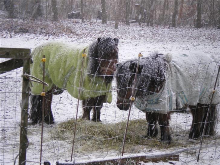 Anden særlig race lucky von lynegaard billede 15